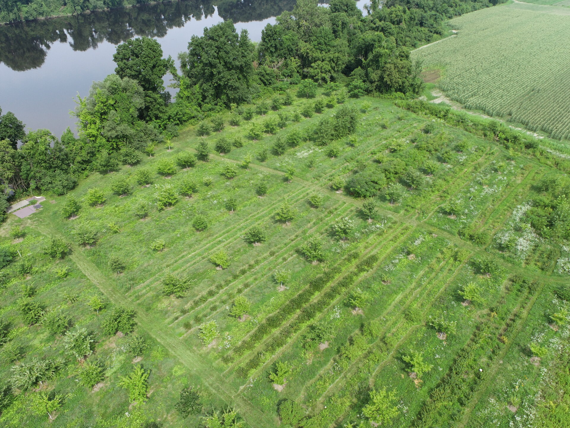 Overhead shot of the deerfield river and the fields of Big River Chestnuts, and agroforestry operation in Sunderland MA