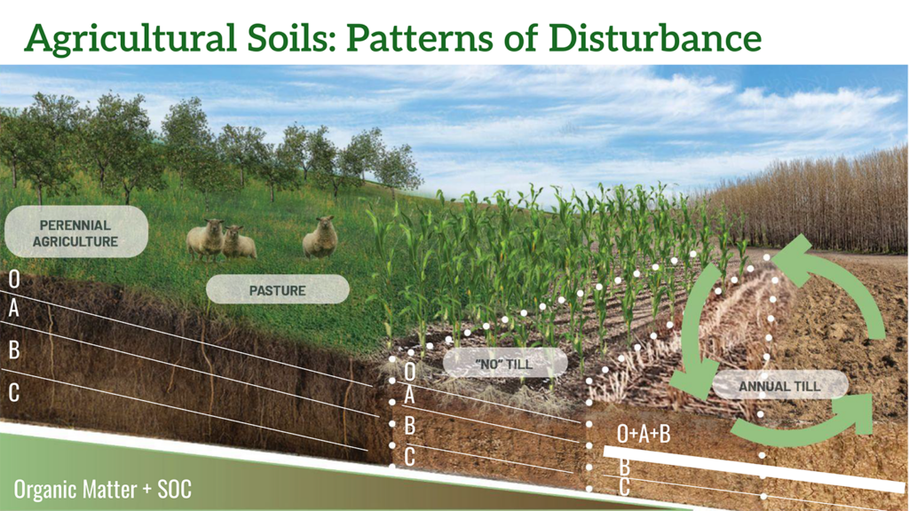 Diagram comparing soil health in perennial, pasture, no-till, and annual till systems.
