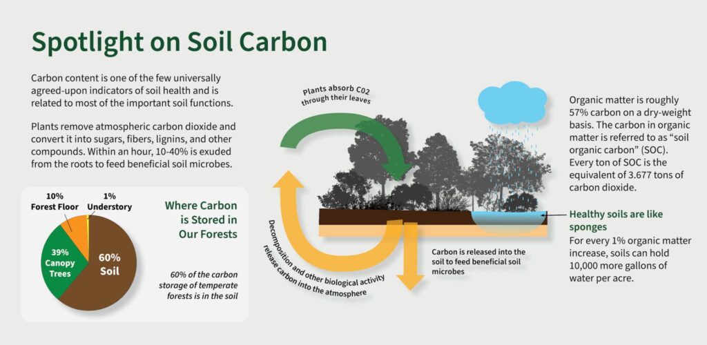Diagram of the Soil Carbon cycle