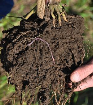 Close-up of healthy soil with an earthworm visible, demonstrating soil biology and fertility.
